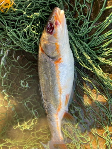 ウグイの釣果