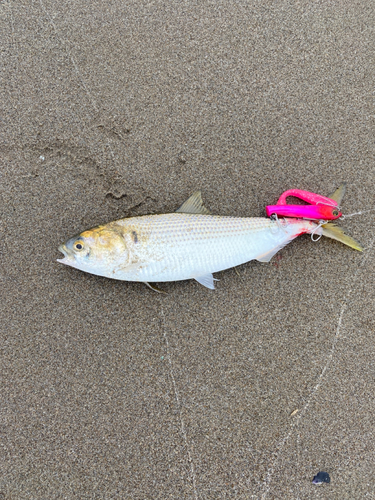 コノシロの釣果