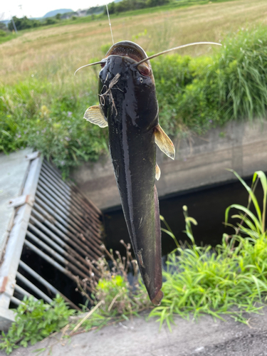 ナマズの釣果