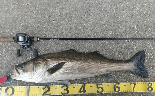 シーバスの釣果