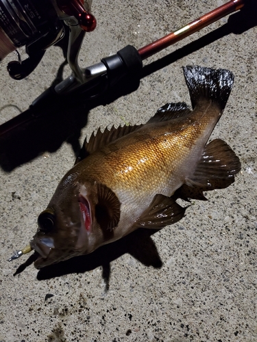 メバルの釣果