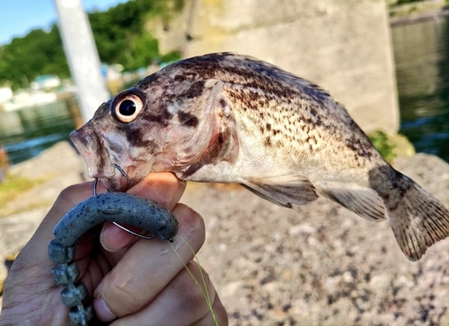 クロソイの釣果