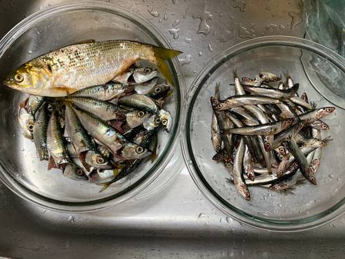 カタクチイワシの釣果