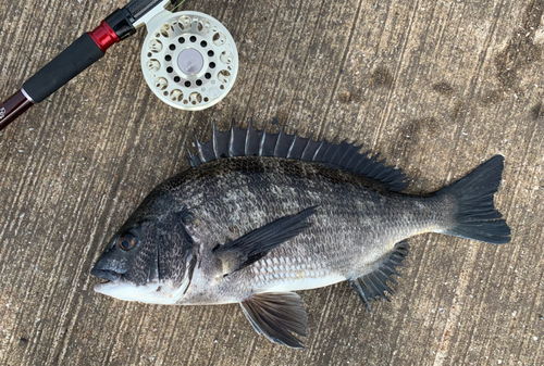 チヌの釣果