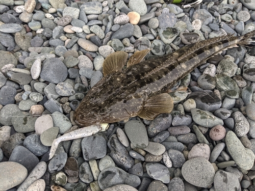 マゴチの釣果