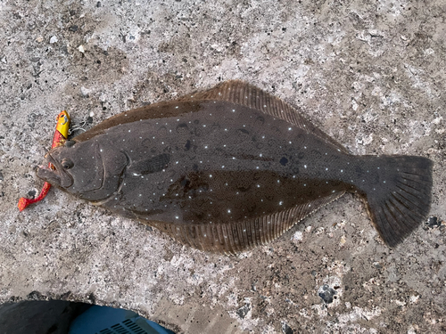 ヒラメの釣果