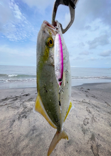 ショゴの釣果