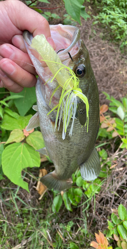 ブラックバスの釣果