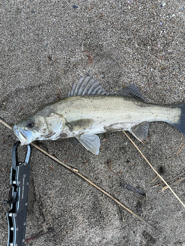 フッコ（ヒラスズキ）の釣果