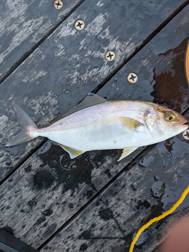 ショゴの釣果