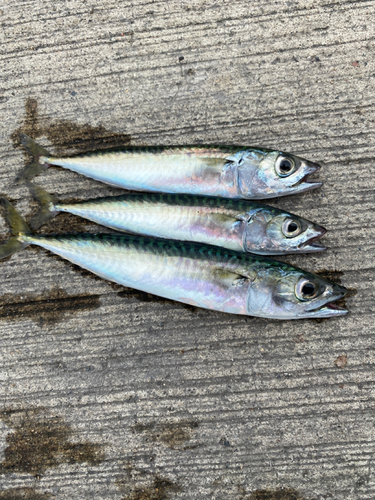 サバの釣果