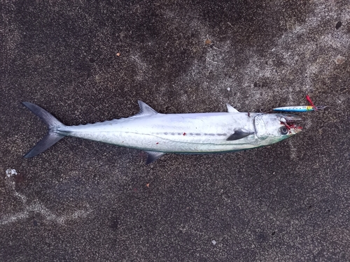 サゴシの釣果