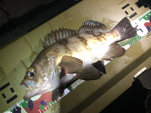 シロメバルの釣果