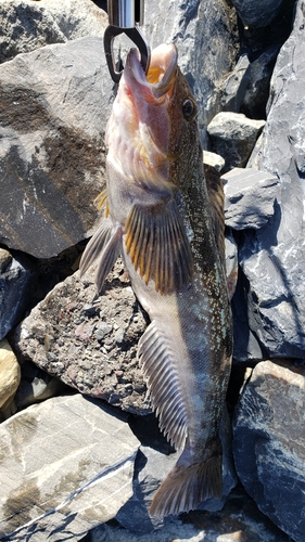 アイナメの釣果