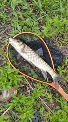 ニゴイの釣果