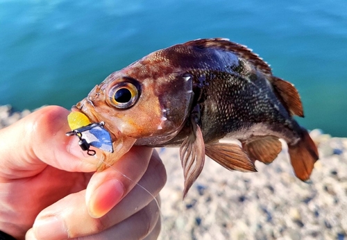 ガヤの釣果