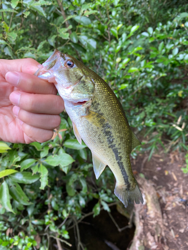 ラージマウスバスの釣果