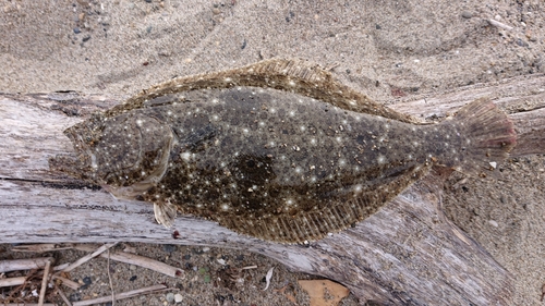 ヒラメの釣果