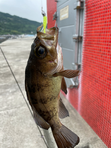 アオメバルの釣果