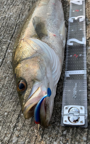 シーバスの釣果