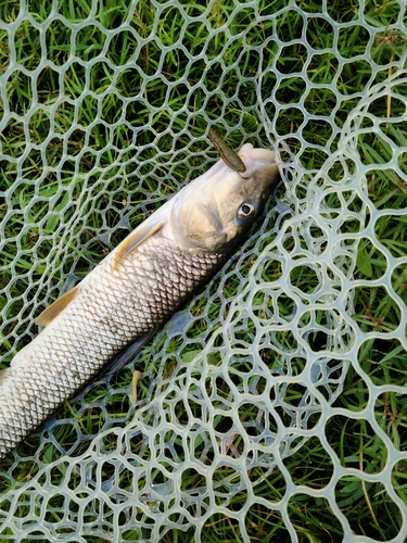 ニゴイの釣果