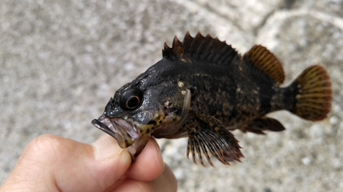 ムラソイの釣果