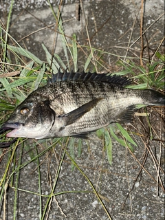 チヌの釣果