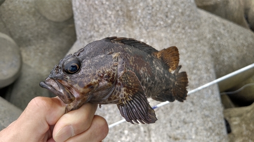 ムラソイの釣果