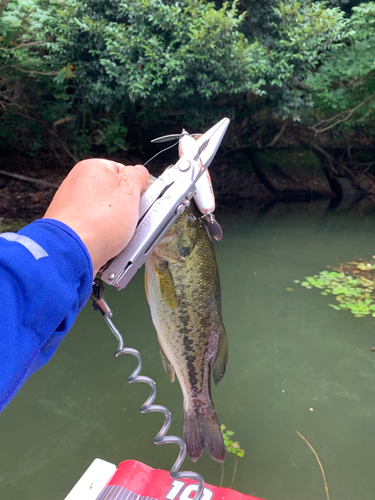 ラージマウスバスの釣果