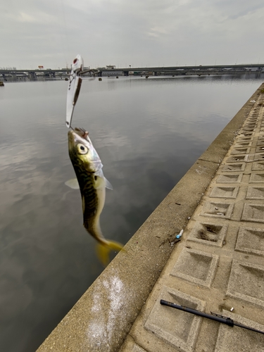 サバの釣果