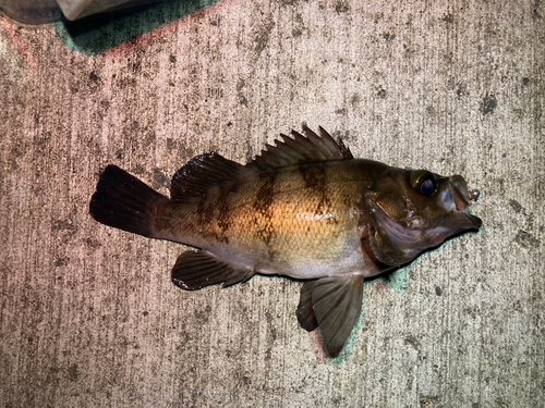 メバルの釣果