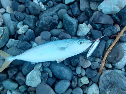 ワカシの釣果