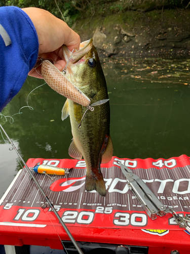 ラージマウスバスの釣果