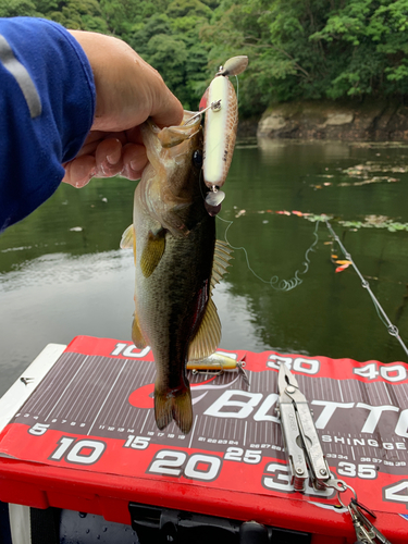 ラージマウスバスの釣果