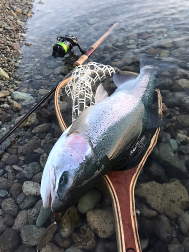 ニジマスの釣果