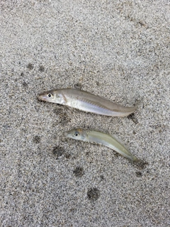 シロギスの釣果