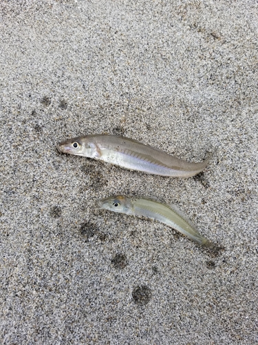 シロギスの釣果