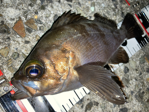 メバルの釣果