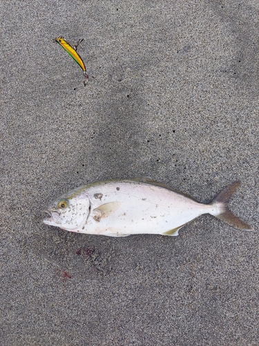 ショゴの釣果