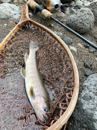 イワナの釣果