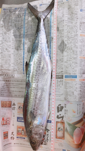 サゴシの釣果