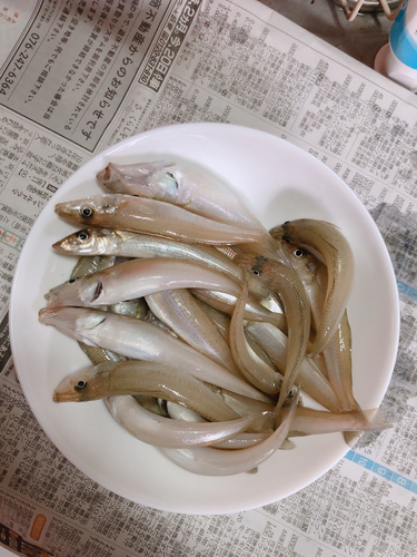 キスの釣果