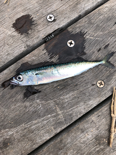 サバの釣果