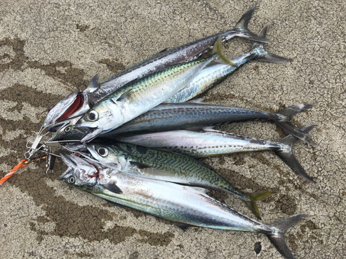 サゴシの釣果