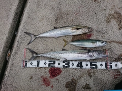 サワラの釣果