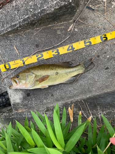 ブラックバスの釣果