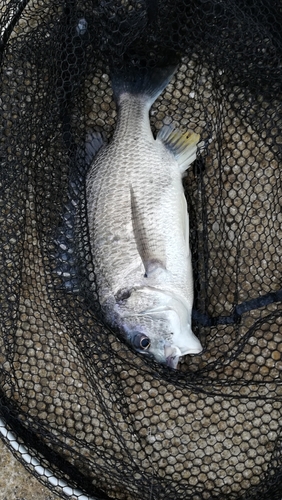 キビレの釣果