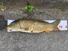 コイの釣果