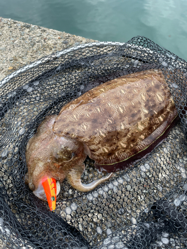 コウイカの釣果