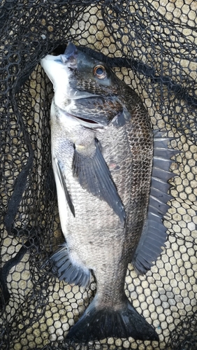 チヌの釣果